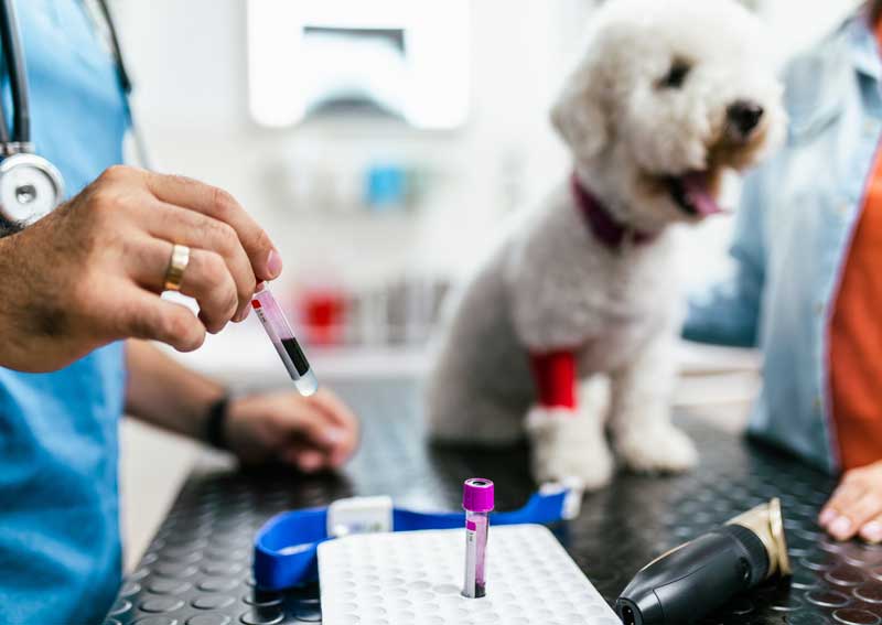 Carousel Slide 2: Pet diagnostic services
